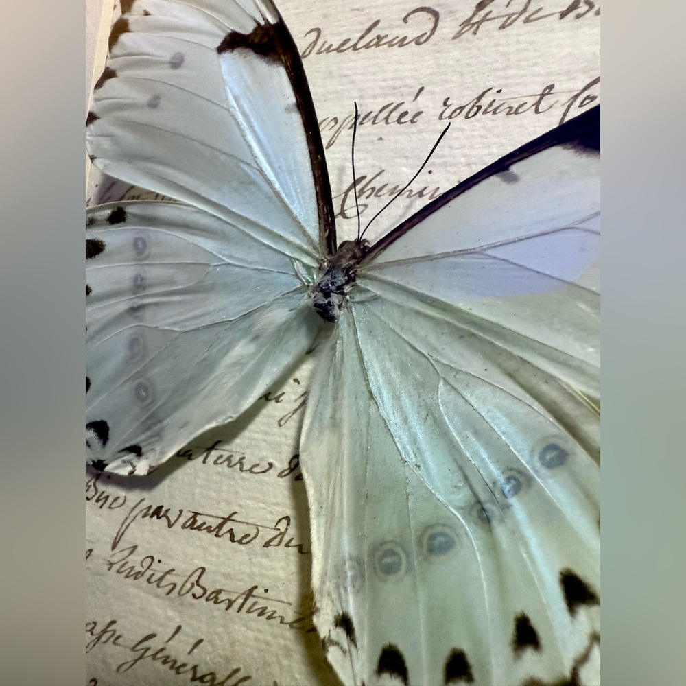 Rare Mint Morpho Butterfly Mounted Taxidermy Framed Wall Art 🦋 - Picture 10 of 13